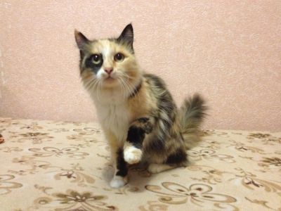 Лот: 6244994. Фото: 1. Отдам кошку. Кошки, котята