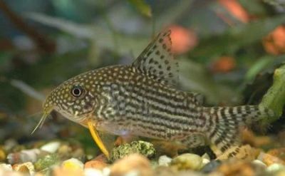 Лот: 6703934. Фото: 1. Сомик Штерба - Corydoras Sterbai... Рыбки