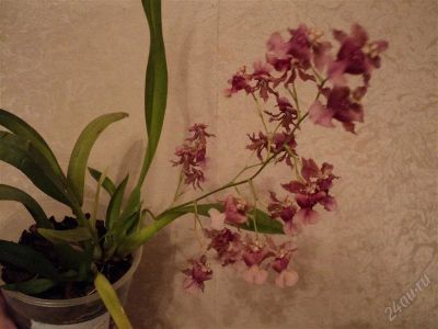 Лот: 1379723. Фото: 1. орхидея Онцидиум miltonidium... Горшечные растения и комнатные цветы