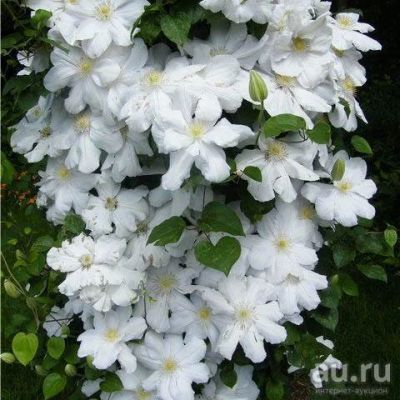 Лот: 14704131. Фото: 1. Клематис Токи. Садовые цветы