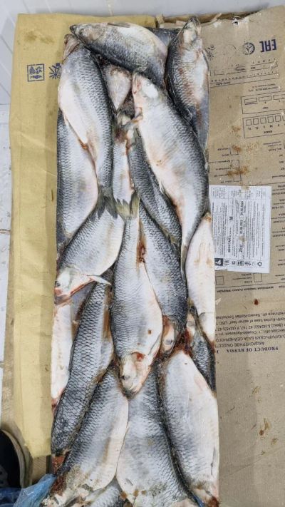 Лот: 20764440. Фото: 1. Сельдь Олюторская с/м. Икра, рыба, морепродукты