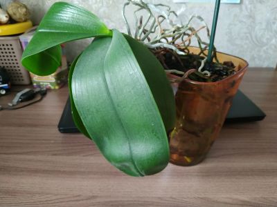 Лот: 19167694. Фото: 1. Орхидея 2. Горшечные растения и комнатные цветы