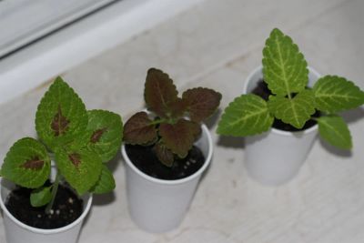 Лот: 3086691. Фото: 1. Колеусы. Горшечные растения и комнатные цветы