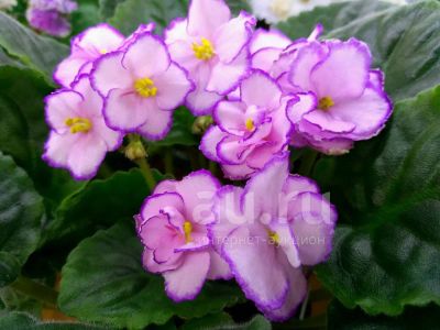 Лот: 19365573. Фото: 1. Сортовая фиалка "Kris". Горшечные растения и комнатные цветы