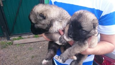 Лот: 5985152. Фото: 1. Щенки кавказцы. Собаки, щенки