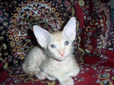 Лот: 4100439. Фото: 1. Котята Донского сфинкса 1 месяц. Кошки, котята