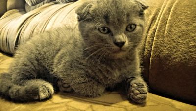 Лот: 4103224. Фото: 1. Шотландская(британская) вислоухая... Кошки, котята