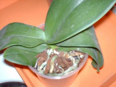 Лот: 2939991. Фото: 1. Орхидея фаленопсис- розовая. Горшечные растения и комнатные цветы