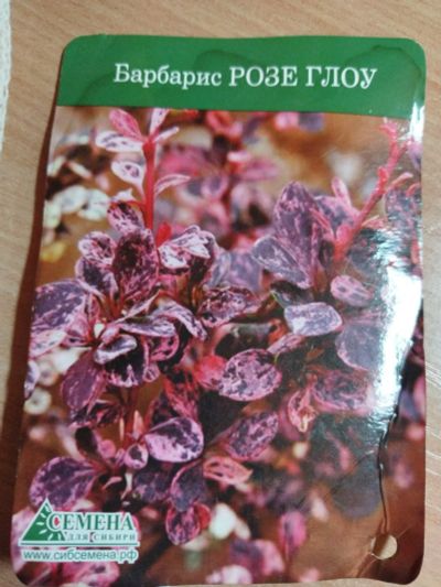 Лот: 17696006. Фото: 1. Барбарис Тунберга Розе Глоу 2-х... Декоративные кустарники и деревья