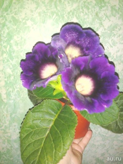 Лот: 11573686. Фото: 1. Глоксиния фиолетовая. Горшечные растения и комнатные цветы