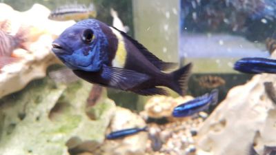 Лот: 7018323. Фото: 1. Трофеус звездчатый (Tropheus duboisi... Рыбки