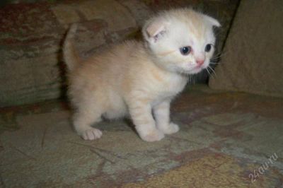 Лот: 2341619. Фото: 1. шотландские котята,фолды и страйты. Кошки, котята