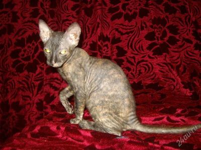 Лот: 1133079. Фото: 1. Котёнок породы Украинский левкой. Остальные животные