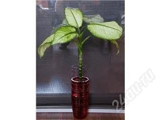 Лот: 57639. Фото: 1. Дифенбахия кустовая. Горшечные растения и комнатные цветы