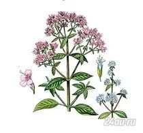 Лот: 5895233. Фото: 1. Коллекция купажей из целебных... Чай, кофе, какао
