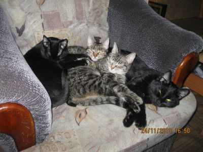 Лот: 4215175. Фото: 1. Отдам в хорошие руки. Кошки, котята