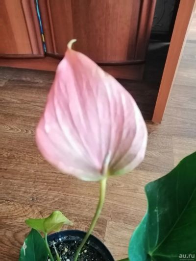 Лот: 17574377. Фото: 1. Антуриум Pink Explosion. Горшечные растения и комнатные цветы