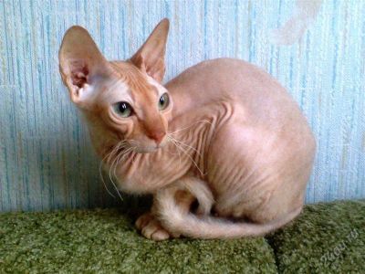 Лот: 2595113. Фото: 1. Кошечка сфинкс. Кошки, котята
