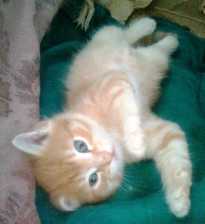 Лот: 3888404. Фото: 1. Маленькое чудо ищет хозяев!. Кошки, котята