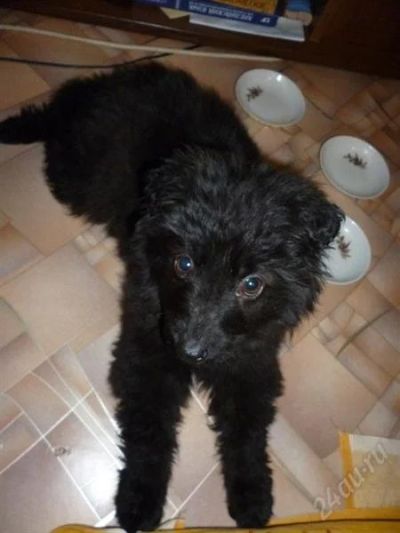 Лот: 2473154. Фото: 1. Собака на пристрой) СРЧН. СМОТ... Собаки, щенки