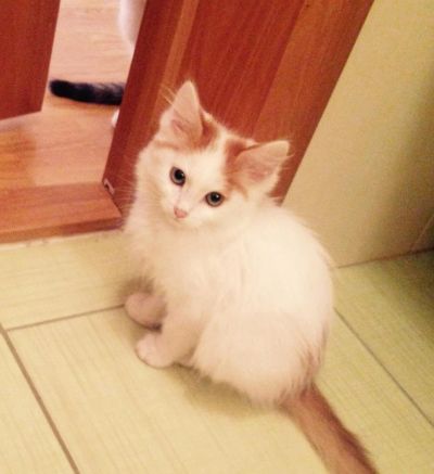 Лот: 4646467. Фото: 1. Отдам отличного котика, 2 месяца. Кошки, котята
