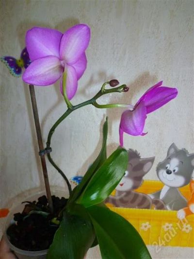 Лот: 2101409. Фото: 1. орхидея фаленопсис (2). Горшечные растения и комнатные цветы