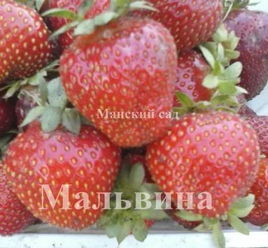Лот: 5990596. Фото: 1. Рассада садовой земляники(клубники... Другое (семена, рассада, садовые растения)