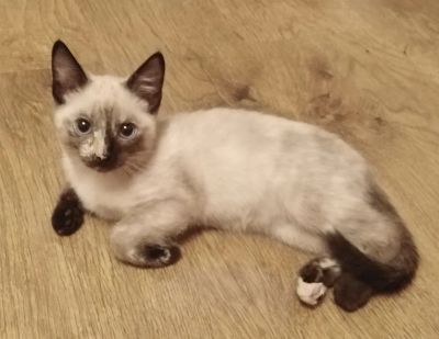 Лот: 16695068. Фото: 1. Отдам кошечку в хорошие руки. Кошки, котята