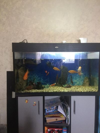 Лот: 11347792. Фото: 1. аквариум с рыбками. Аквариумы, террариумы