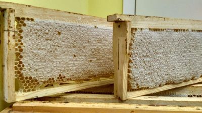 Лот: 16019435. Фото: 1. Мёд в сотах, сотовый мёд, рамочка... Мёд, продукты пчеловодства