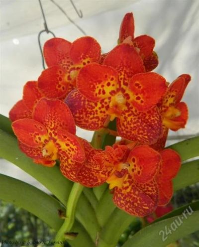 Лот: 2762962. Фото: 1. орхидея ванда V. Kultana Gold... Горшечные растения и комнатные цветы