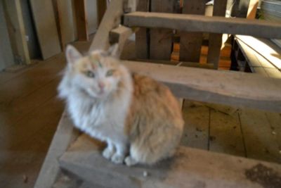 Лот: 6464058. Фото: 1. Кошечка-мышеловка. Кошки, котята