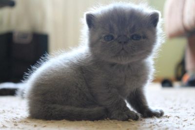 Лот: 7672870. Фото: 1. Котята экзоты. Кошки, котята