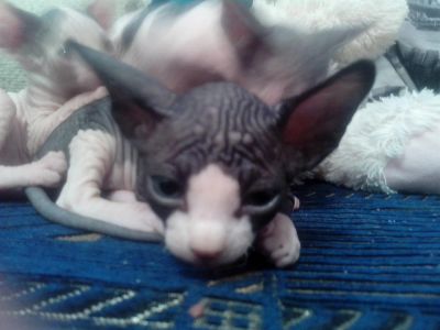 Лот: 3336833. Фото: 1. Мальчик Канадскаго сфинкса. Кошки, котята