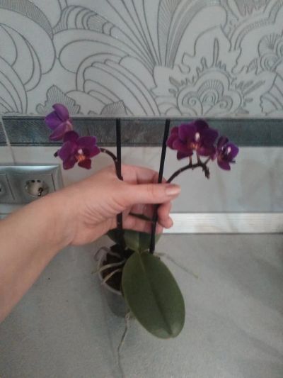 Лот: 9341325. Фото: 1. Орхидея мини-фаленопсис. Горшечные растения и комнатные цветы