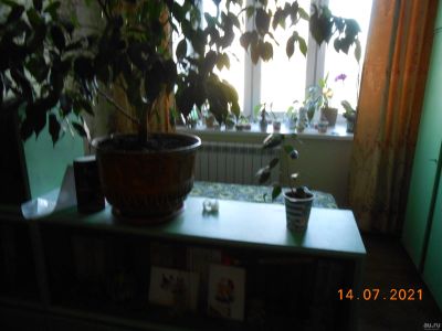 Лот: 17869133. Фото: 1. фикус бенджамина 2. Горшечные растения и комнатные цветы