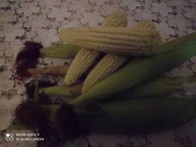 Лот: 16506869. Фото: 1. Кукуруза молодая пачаток. Овощи, фрукты, зелень
