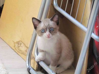 Лот: 1958881. Фото: 1. Котик с голубыми глазами :). Кошки, котята
