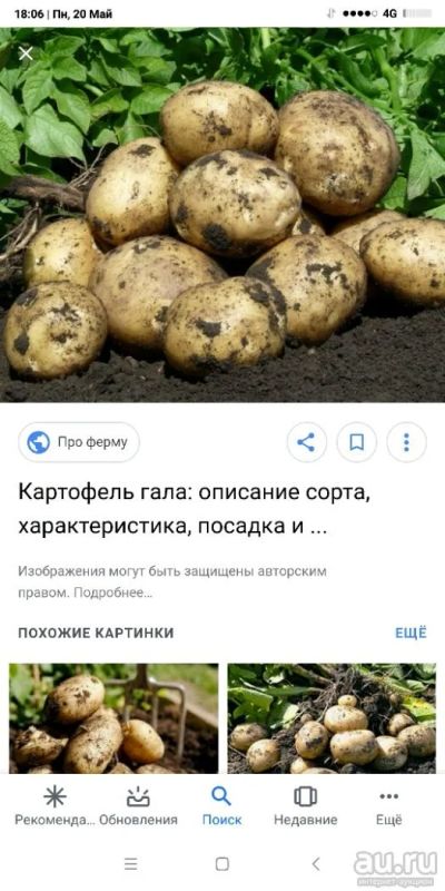 Лот: 13776657. Фото: 1. Продам семяной картофель сорт... Картофель