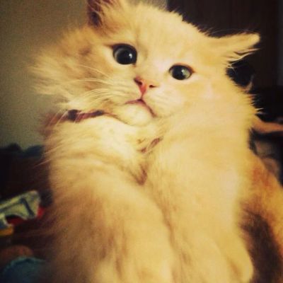 Лот: 4276472. Фото: 1. Отдам красивого котенка. Кошки, котята