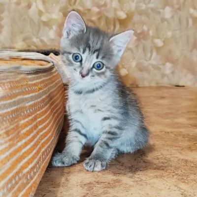 Лот: 20779642. Фото: 1. Котята (2 рыжих мальчика, 2 серые... Кошки, котята