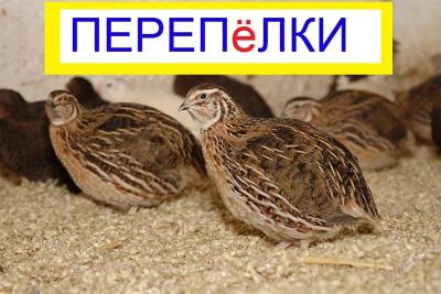 Лот: 2881791. Фото: 1. Отдам перепелов , перепела - несушки. Птицы
