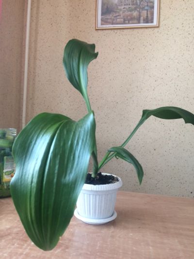 Лот: 11961991. Фото: 1. Эухарис (королевская лилия). Горшечные растения и комнатные цветы