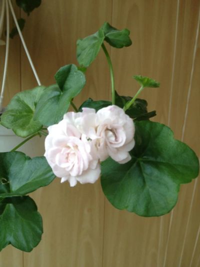 Лот: 11463005. Фото: 1. Пеларгония Ice Rose цветущий. Горшечные растения и комнатные цветы