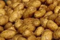 Лот: 3258172. Фото: 1. Картошка!600 руб сетка, с доставкой... Картофель