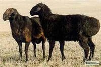 Лот: 3515068. Фото: 1. Племенные"Эдильбаевские" ярки... Остальные животные