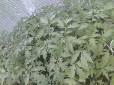 Лот: 9693137. Фото: 1. Рассада томатов. Овощи