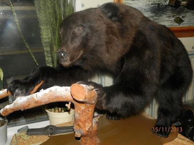 Лот: 4927927. Фото: 1. Медведь (чучело). Чучела животных, рога, шкуры