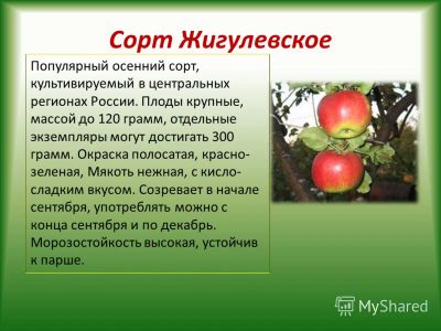 Лот: 7461928. Фото: 1. Яблоня Жигулевкое сортовые привитые... Другое (семена, рассада, садовые растения)