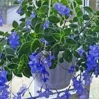 Лот: 14055832. Фото: 1. Стрептокарпелла голубая 2. Горшечные растения и комнатные цветы